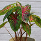 CHUXAY GARDEN Mix Caladium Bicolor-Heart of Jesus 100 Seeds Houseplant Ornamental Large Heart-Shaped Leaves Showy Accent Plant Grows in Garden and pots Low-Maintenance