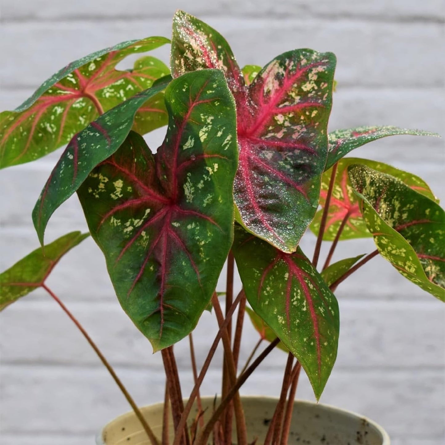 CHUXAY GARDEN Mix Caladium Bicolor-Heart of Jesus 100 Seeds Houseplant Ornamental Large Heart-Shaped Leaves Showy Accent Plant Grows in Garden and pots Low-Maintenance