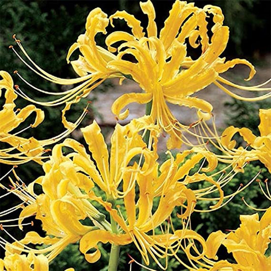 Yellow Spider Lily Lycoris Radiata Bulbs Hurricane Lily Cluster Amayllis Growing Bonsai Roots Rhizomes Corms Tubers Potted Planting Reblooming Fragrant Garden Species Blooms Flower Seeds Plant Gardening