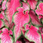 Lava Glow Caladium Bulbs for Planting - Perennial Hosta, Elephant Ears, Fancy (10 Bulbs)
