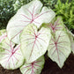 5 White Queen Caladium Bulbs for Planting - Perennial Hosta, Elephant Ears, Fancy 5 Bulbs