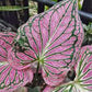 3 Pink Symphony Caladium Bulbs - Fancy Leaf Caladium - 3 Caladium Roots