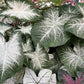 Aaron Caladium Bulbs for Planting - Perennial Hosta, Elephant Ears, Fancy (10 Bulbs)