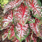 3 Carolyn Whorten Caladium Bulbs - Large Size Roots - Bright Pink and Green Foliage - Hardy in Zones 9-11 - Perfect for Shaded Gardens and Containers