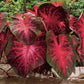 Red Flash Caladium Bulbs, Fancy Mix, Easy to Grow, Colorful Mix, Perennial Hosta (10 Bulbs) Size 4-7cm