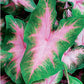 Kathleen Caladium - One Large Size Root - Elegant Green and White Foliage - Hardy in Zones 9-11 - Ideal for Gardens and Containers
