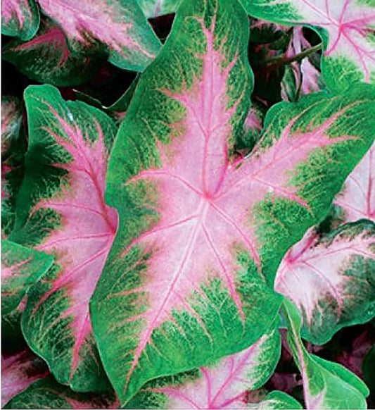 Kathleen Caladium - One Large Size Root - Elegant Green and White Foliage - Hardy in Zones 9-11 - Ideal for Gardens and Containers