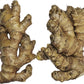 Live 10 Rhizomes of Edible Ginger Roots Zingiber Zingiber Officinale for Growing Over 1/2 LB.