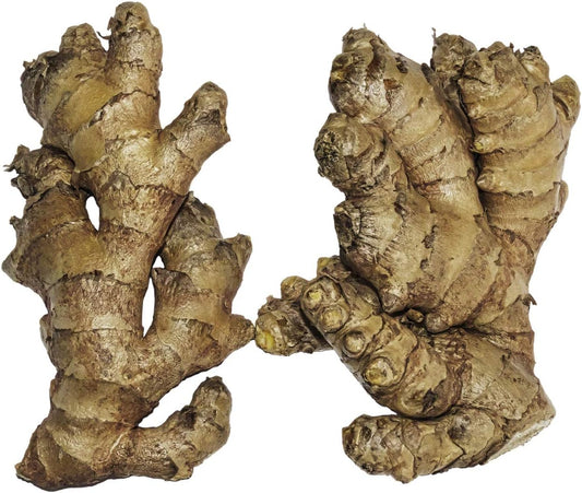 Live 10 Rhizomes of Edible Ginger Roots Zingiber Zingiber Officinale for Growing Over 1/2 LB.