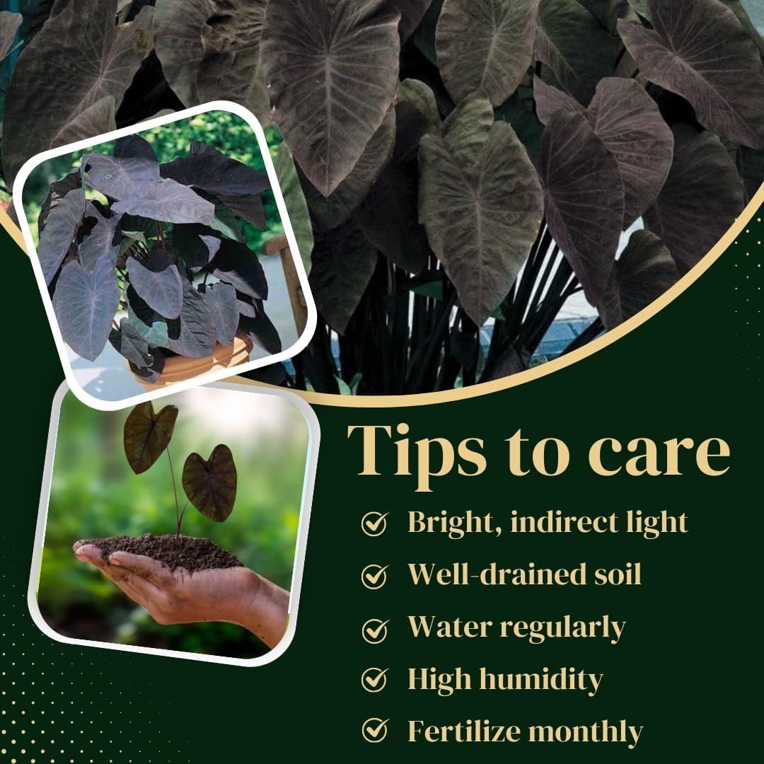 Elephant Ear Plants | Black Magic | (4-Pack) Easy-to-Grow Live Colocasia Plants, Perfect for Indoor/Outdoor Gardens, 3-8 inches Height