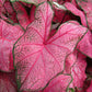 Caladium - One Top Size Bulb - Bright Pink and Green Foliage - Giant Caladium Plant for Garden and Pots - Zones 9-11 - Caladiums for Shaded Areas
