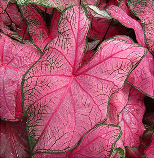 Caladium - One Top Size Bulb - Bright Pink and Green Foliage - Giant Caladium Plant for Garden and Pots - Zones 9-11 - Caladiums for Shaded Areas