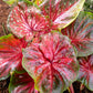 Wildfire Caladium Bulbs for Planting - Perennial Hosta, Elephant Ears, Fancy (10 Bulbs)