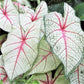 White Queen Caladium Bulb - Fancy Leaf Caladium - 1 Caladium Root