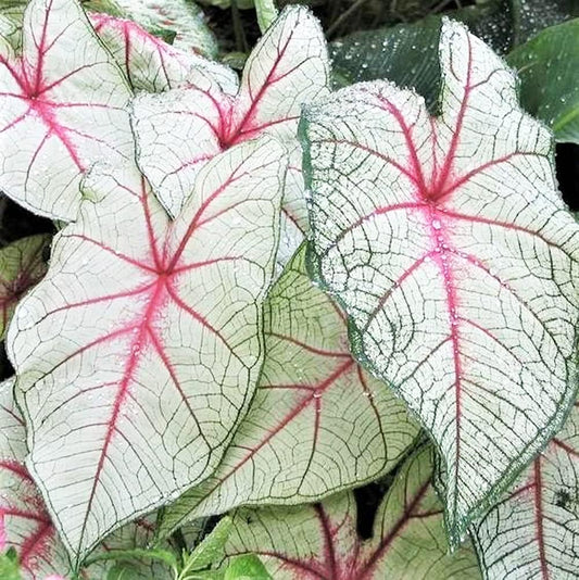 White Queen Caladium Bulb - Fancy Leaf Caladium - 1 Caladium Root