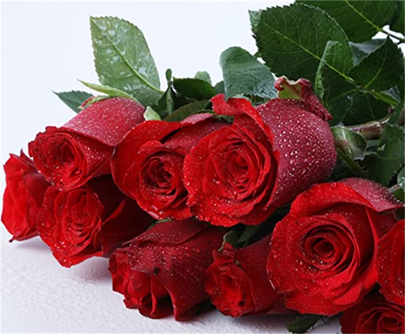 Red Rose Seedlings Flower Seeds Perennial Growing Bonsai Corms Tubers Potted Planting Reblooming Fragrant Garden Roots Rhizomes Species Blooms Plant Bulbs Gardening Tree