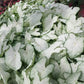 3 Florida Moonlight Caladium Bulbs - Fancy Leaf Caladium - 3 Caladium Roots