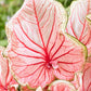10 Florida Sweetheart Caladium Bulbs for Planting - Perennial Hosta, Elephant Ears, Fancy (10 Bulbs)
