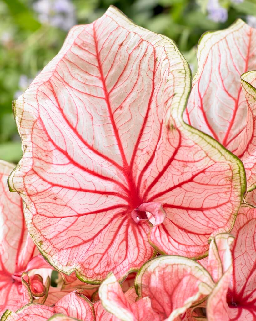 10 Florida Sweetheart Caladium Bulbs for Planting - Perennial Hosta, Elephant Ears, Fancy (10 Bulbs)