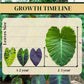 Elephant Ear Plants | Black Magic | (4-Pack) Easy-to-Grow Live Colocasia Plants, Perfect for Indoor/Outdoor Gardens, 3-8 inches Height