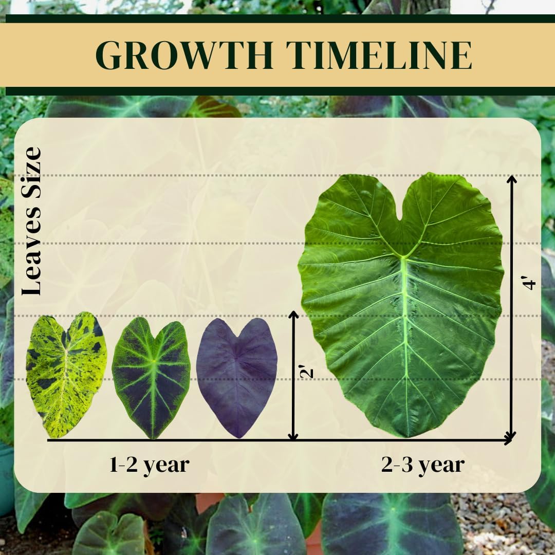 Elephant Ear Plants | Black Magic | (4-Pack) Easy-to-Grow Live Colocasia Plants, Perfect for Indoor/Outdoor Gardens, 3-8 inches Height