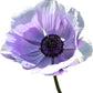 Anemone Mix Plant Bulbs (10 bulbs) - Colorful Flowers in Spring Blooming Gardens