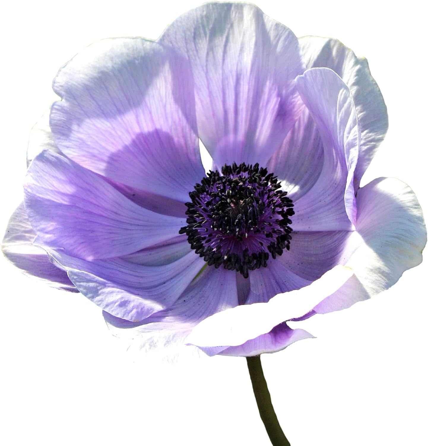 Anemone Mix Plant Bulbs (10 bulbs) - Colorful Flowers in Spring Blooming Gardens