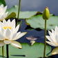 35 Pcs Mix Bowl Lotus Seeds, Water Lilys Flower Plant, Lotus Seeds for Planting Water Features Fresh Garden Seeds Non GMO Indoor and Outdoor