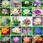 35+ Bonsai Lotus Flower Seeds for Home Planting Ornamental, Mixed Pink & Red Flower, Aquatic Plant for Courtyard, Hotel, Goldfish Pond, Water Lily Seeds