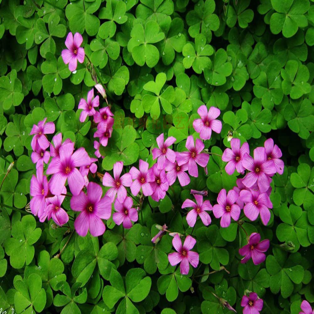Seedsplant A078 Oxalis Bulbs Wood Sorrel Shamrock Perennial Growing Bonsai Roots Rhizomes Corms Tubers Potted Planting Reblooming Fragrant Garden Species Blooms Flower Seeds Plant Gardening