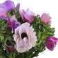 Anemone Mix Plant Bulbs (10 bulbs) - Colorful Flowers in Spring Blooming Gardens