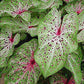 3 Miss Muffet Caladium - Large Size Bulbs - Vibrant Green and Red Foliage - Hardy in Zones 9-11 - Ideal for Gardens and Containers