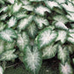 Fancy Leaf Caladium - Aaron -One  Large Root Bulb - Vibrant Green and Pink Foliage - Hardy in Zones 9-11 - Ideal for Garden Beds and Pots - Giant Caladium Plants