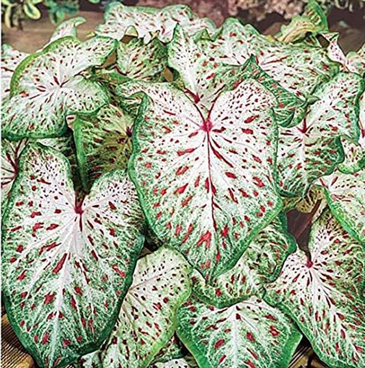 Strawberry Star Caladium - Top Size Roots - Green, White with Red Marks - One Giant Caladium Bulbs for Vibrant Foliage - Zones 9-11 - Caladium Plants, Perfect for Garden or Pots
