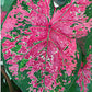 Fire Chief Caladium -One  Large Size Root - Vibrant Red Foliage - Hardy in Zones 9-11 - Perfect for Shade Gardens and Containers