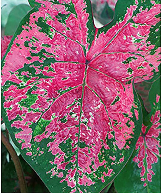 Fire Chief Caladium -One  Large Size Root - Vibrant Red Foliage - Hardy in Zones 9-11 - Perfect for Shade Gardens and Containers