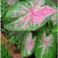 5Bulbs Pink Cloud Caladium - Bare Root Bulb - Delicate Pink and Green Foliage - Hardy in Zones 9-11 - Ideal for Gardens and Containers