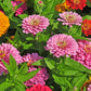 500+ Mix Colors Zinnia Seeds for Planting Outdoors Heirloom Non-GMO 90% High Germination Rate Open Pollinated Zinnia elegans Seeds