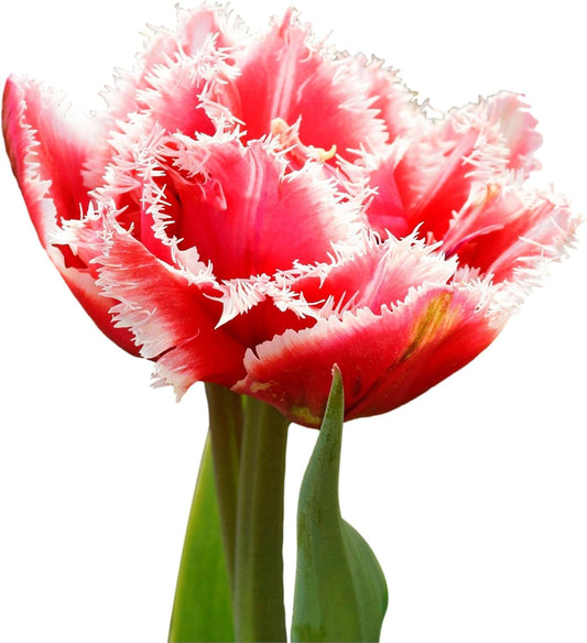 Tulip 'Brest' Plant Bulbs (10 Pack) - Red with White Fringe Flowering Blooms in Spring Gardens
