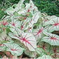White Queen Caladium - One Top Size Bulb - Elegant White and Green Foliage - Hardy in Zones 9-11 - Perfect for Gardens and Pots