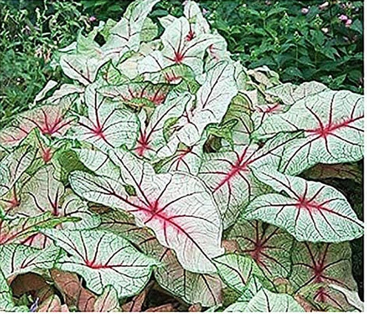 White Queen Caladium - One Top Size Bulb - Elegant White and Green Foliage - Hardy in Zones 9-11 - Perfect for Gardens and Pots