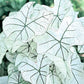 Dwarf Candidum Jr Caladium Bulb - Fancy Leaf Caladium - 1 Caladium Root