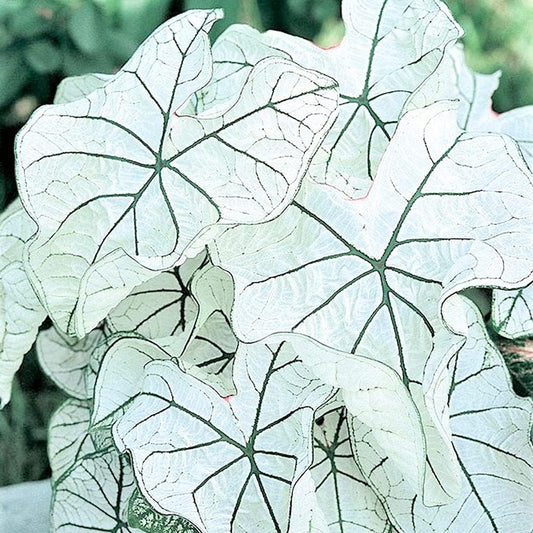 Dwarf Candidum Jr Caladium Bulb - Fancy Leaf Caladium - 1 Caladium Root
