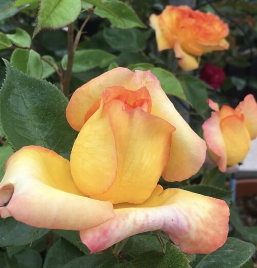 Delbard Rose Seedlings Flower Seeds Perennial Growing Bonsai Corms Tubers Potted Planting Reblooming Fragrant Garden Roots Rhizomes Species Blooms Plant Bulbs Gardening Tree