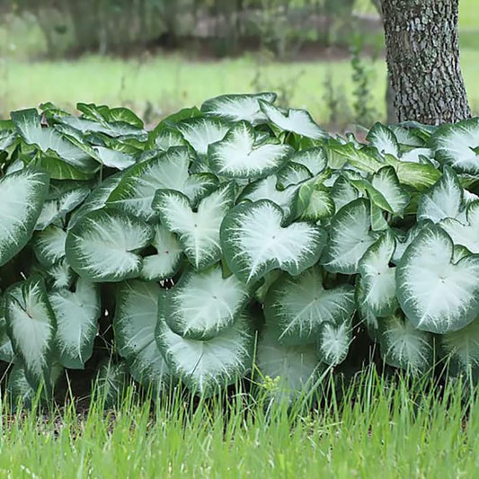 Fancy Leaf Caladium - Aaron -One  Large Root Bulb - Vibrant Green and Pink Foliage - Hardy in Zones 9-11 - Ideal for Garden Beds and Pots - Giant Caladium Plants