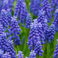30 Grape Hyacinth Bulbs-muscari Armeniacum, Called Grape Hyacinth, Spring-Blooming Bulbs~Now Shipping, Pepennial