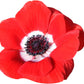 Anemone Mix Plant Bulbs (10 bulbs) - Colorful Flowers in Spring Blooming Gardens