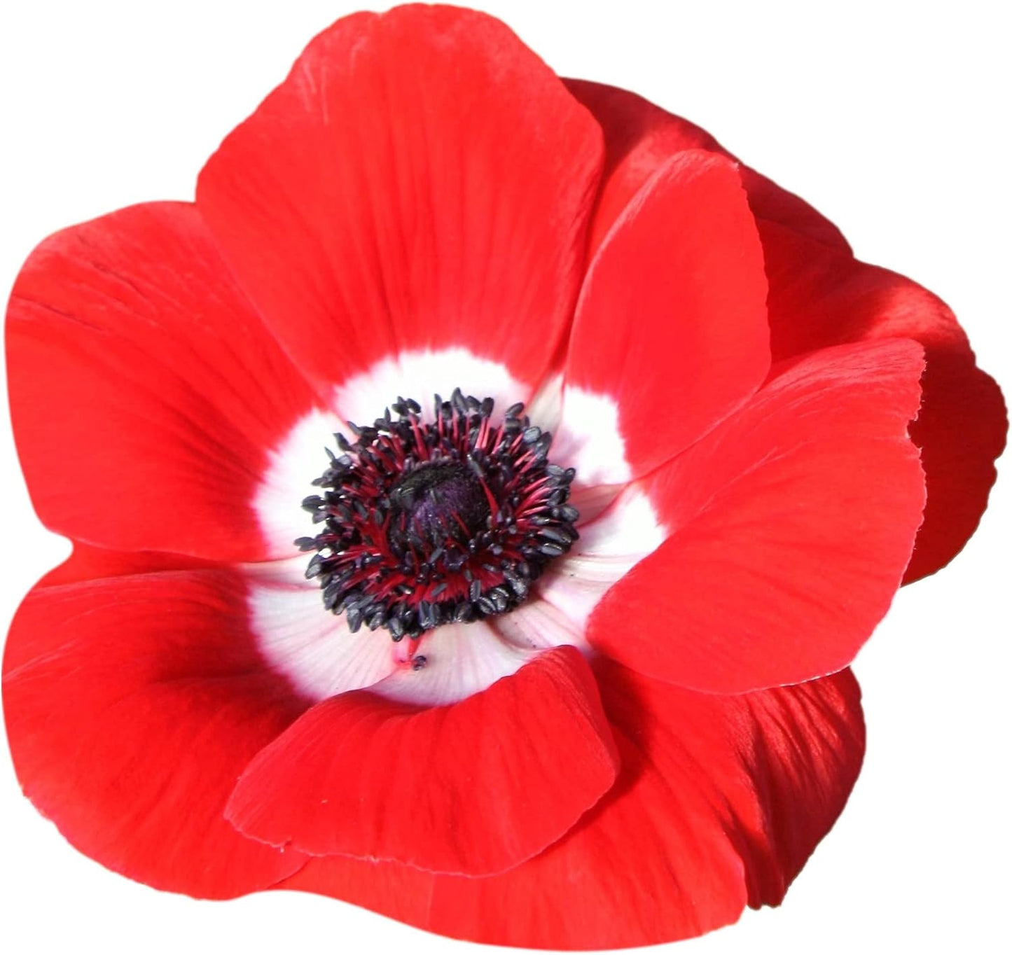 Anemone Mix Plant Bulbs (10 bulbs) - Colorful Flowers in Spring Blooming Gardens