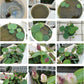 10pcs Pre-Sprouted Mixed Color Bonsai Bowl Lotus - Ready to Plant, Ideal for Indoor & Outdoor Aquatic Gardens, Easy Growth, Minimal Care Required Planting Guide Included