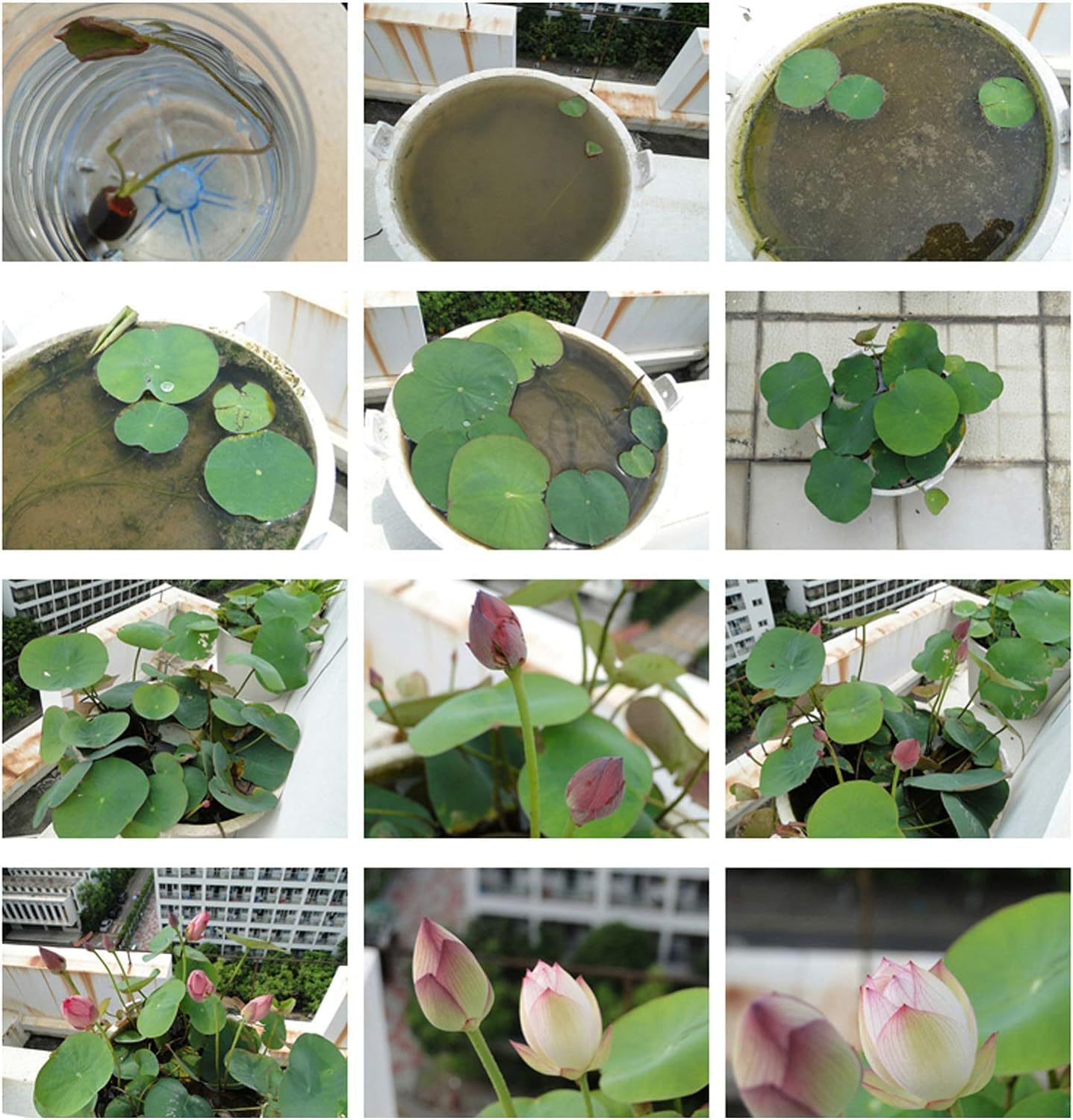 10pcs Pre-Sprouted Mixed Color Bonsai Bowl Lotus - Ready to Plant, Ideal for Indoor & Outdoor Aquatic Gardens, Easy Growth, Minimal Care Required Planting Guide Included